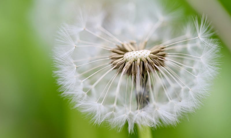 Seed Saving Techniques